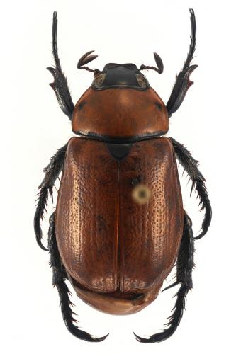Anomala plebeja